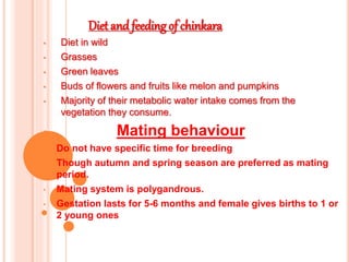 Diet and feeding of chinkara
• Diet in wild
• Grasses
• Green leaves
• Buds of flowers and fruits like melon and pumpkins
• Majority of their metabolic water intake comes from the
vegetation they consume.
• Mating behaviour
• Do not have specific time for breeding
• Though autumn and spring season are preferred as mating
period.
• Mating system is polygandrous.
• Gestation lasts for 5-6 months and female gives births to 1 or
2 young ones
 