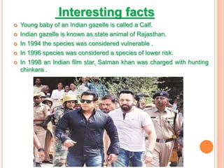 Interesting facts
 Young baby of an Indian gazelle is called a Calf.
 Indian gazelle is known as state animal of Rajasthan.
 In 1994 the species was considered vulnerable .
 In 1996 species was considered a species of lower risk.
 In 1998 an Indian film star, Salman khan was charged with hunting
chinkara .
 