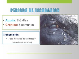 • Aguda: 2-3 días
• Crónica: 5 semanas
Transmisión:
• Paso mecánico de exudados y
secreciones (moscas)
 