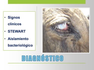 • Signos
clínicos
• STEWART
• Aislamiento
bacteriológico
 