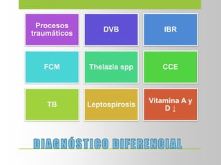 Procesos
traumáticos
DVB IBR
FCM Thelazia spp CCE
TB Leptospirosis
Vitamina A y
D ↓
 