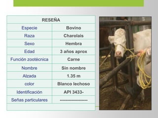 RESEÑA
Especie Bovino
Raza Charolais
Sexo Hembra
Edad 3 años aprox
Función zootécnica Carne
Nombre Sin nombre
Alzada 1.35 m
color Blanco lechoso
Identificación API 3433-
Señas particulares -------------------
 
