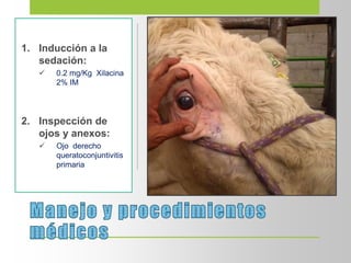 1. Inducción a la
sedación:
 0.2 mg/Kg Xilacina
2% IM
2. Inspección de
ojos y anexos:
 Ojo derecho
queratoconjuntivitis
primaria
 