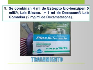 9. Se combinan 4 ml de Estrepto bio-benzipen 5
mill®, Lab Biozoo. + 1 ml de Dexacom® Lab
Comadsa (2 mg/ml de Dexametasona).
 