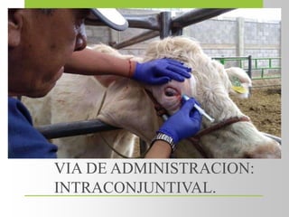 VIA DE ADMINISTRACION:
INTRACONJUNTIVAL.
 
