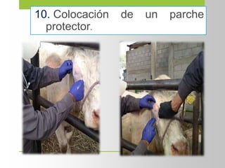 10. Colocación de un parche
protector.
 