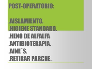 POST-OPERATORIO:
.AISLAMIENTO.
.HIGIENE STANDARD.
.HENO DE ALFALFA
.ANTIBIOTERAPIA.
.AINE´S.
.RETIRAR PARCHE.
 