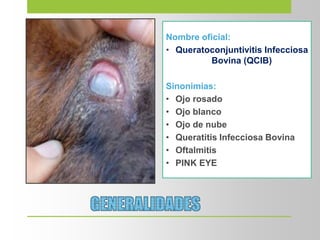 Nombre oficial:
• Queratoconjuntivitis Infecciosa
Bovina (QCIB)
Sinonimias:
• Ojo rosado
• Ojo blanco
• Ojo de nube
• Queratitis Infecciosa Bovina
• Oftalmitis
• PINK EYE
 