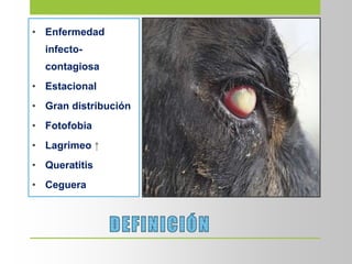 • Enfermedad
infecto-
contagiosa
• Estacional
• Gran distribución
• Fotofobia
• Lagrimeo ↑
• Queratitis
• Ceguera
 