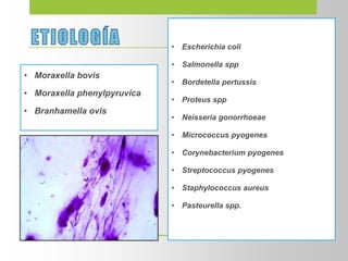 • Moraxella bovis
• Moraxella phenylpyruvica
• Branhamella ovis
• Escherichia coli
• Salmonella spp
• Bordetella pertussis
• Proteus spp
• Neisseria gonorrhoeae
• Micrococcus pyogenes
• Corynebacterium pyogenes
• Streptococcus pyogenes
• Staphylococcus aureus
• Pasteurella spp.
 
