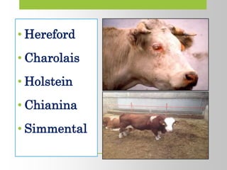 • Hereford
• Charolais
• Holstein
• Chianina
• Simmental
 