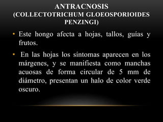 ANTRACNOSIS
(COLLECTOTRICHUM GLOEOSPORIOIDES
PENZINGI)
• Este hongo afecta a hojas, tallos, guías y
frutos.
• En las hojas los síntomas aparecen en los
márgenes, y se manifiesta como manchas
acuosas de forma circular de 5 mm de
diámetro, presentan un halo de color verde
oscuro.
 