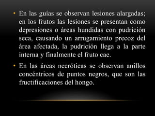• En las guías se observan lesiones alargadas;
en los frutos las lesiones se presentan como
depresiones o áreas hundidas con pudrición
seca, causando un arrugamiento precoz del
área afectada, la pudrición llega a la parte
interna y finalmente el fruto cae.
• En las áreas necróticas se observan anillos
concéntricos de puntos negros, que son las
fructificaciones del hongo.
 