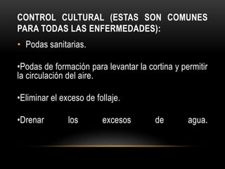 CONTROL CULTURAL (ESTAS SON COMUNES
PARA TODAS LAS ENFERMEDADES):
• Podas sanitarias.
•Podas de formación para levantar la cortina y permitir
la circulación del aire.
•Eliminar el exceso de follaje.
•Drenar los excesos de agua.
 