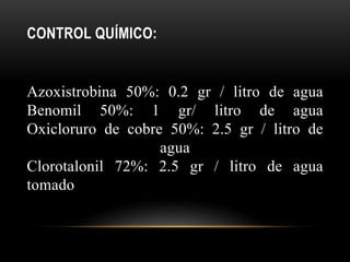 CONTROL QUÍMICO:
Azoxistrobina 50%: 0.2 gr / litro de agua
Benomil 50%: 1 gr/ litro de agua
Oxicloruro de cobre 50%: 2.5 gr / litro de
agua
Clorotalonil 72%: 2.5 gr / litro de agua
tomado
 