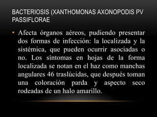 BACTERIOSIS (XANTHOMONAS AXONOPODIS PV
PASSIFLORAE
• Afecta órganos aéreos, pudiendo presentar
dos formas de infección: la localizada y la
sistémica, que pueden ocurrir asociadas o
no. Los síntomas en hojas de la forma
localizada se notan en el haz como manchas
angulares 46 traslúcidas, que después toman
una coloración parda y aspecto seco
rodeadas de un halo amarillo.
 