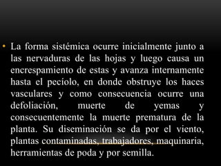 • La forma sistémica ocurre inicialmente junto a
las nervaduras de las hojas y luego causa un
encrespamiento de estas y avanza internamente
hasta el pecíolo, en donde obstruye los haces
vasculares y como consecuencia ocurre una
defoliación, muerte de yemas y
consecuentemente la muerte prematura de la
planta. Su diseminación se da por el viento,
plantas contaminadas, trabajadores, maquinaria,
herramientas de poda y por semilla.
 