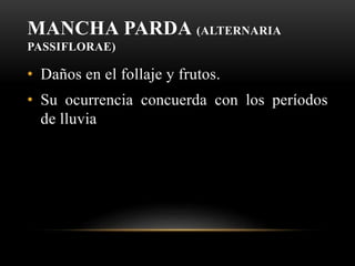 MANCHA PARDA (ALTERNARIA
PASSIFLORAE)
• Daños en el follaje y frutos.
• Su ocurrencia concuerda con los períodos
de lluvia
 