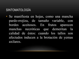 SINTOMATOLOGÍA
• Se manifiesta en hojas, como una mancha
pardo-rrojiza, de tamaño variable, con
bordes aceitosos. En frutos aparecen
manchas necróticas que demeritan la
calidad de éstos: cuando los tallos son
afectados inducen a la brotación de yemas
axilares.
 