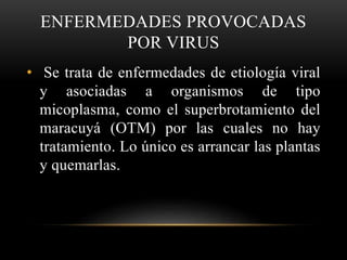ENFERMEDADES PROVOCADAS
POR VIRUS
• Se trata de enfermedades de etiología viral
y asociadas a organismos de tipo
micoplasma, como el superbrotamiento del
maracuyá (OTM) por las cuales no hay
tratamiento. Lo único es arrancar las plantas
y quemarlas.
 