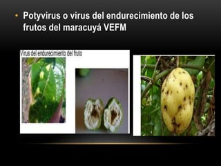 • Potyvirus o virus del endurecimiento de los
frutos del maracuyá VEFM
 