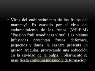 • Virus del endurecimiento de los frutos del
maracuyá. Es causado por el virus del
endurecimiento de los frutos (V:E:F:M)
"Passion fruit woodiness virus". Las plantas
infestadas presentan frutos deformes,
pequeños y duros, la cáscara presenta un
grosor irregular, provocando una reducción
en la cavidad de la pulpa. Foliarmente se
manifiesta como un mosaico y deformación.
 