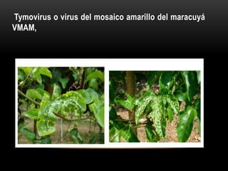Tymovirus o virus del mosaico amarillo del maracuyá
VMAM,
 