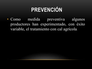 PREVENCIÓN
• Como medida preventiva algunos
productores han experimentado, con éxito
variable, el tratamiento con cal agrícola.
 