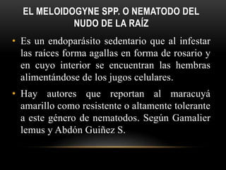 • Es un endoparásito sedentario que al infestar
las raíces forma agallas en forma de rosario y
en cuyo interior se encuentran las hembras
alimentándose de los jugos celulares.
• Hay autores que reportan al maracuyá
amarillo como resistente o altamente tolerante
a este género de nematodos. Según Gamalier
lemus y Abdón Guiñez S.
EL MELOIDOGYNE SPP. O NEMATODO DEL
NUDO DE LA RAÍZ
 