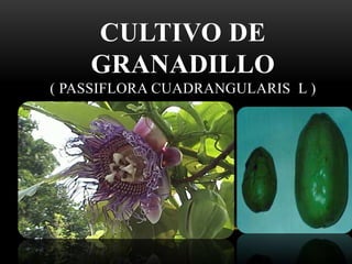 CULTIVO DE
GRANADILLO
( PASSIFLORA CUADRANGULARIS L )
 