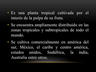 • Es una planta tropical cultivada por el
interés de la pulpa de su fruta.
• Se encuentra ampliamente distribuido en las
zonas tropicales y subtropicales de todo el
mundo.
• Se cultiva comercialmente en américa del
sur, México, el caribe y centro américa,
estados unidos, Sudáfrica, la india,
Australia entre otros.
 
