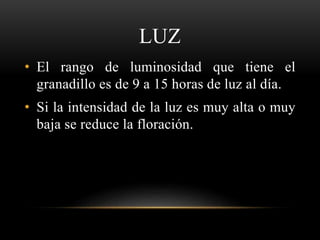 LUZ
• El rango de luminosidad que tiene el
granadillo es de 9 a 15 horas de luz al día.
• Si la intensidad de la luz es muy alta o muy
baja se reduce la floración.
 