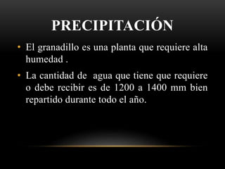 PRECIPITACIÓN
• El granadillo es una planta que requiere alta
humedad .
• La cantidad de agua que tiene que requiere
o debe recibir es de 1200 a 1400 mm bien
repartido durante todo el año.
 