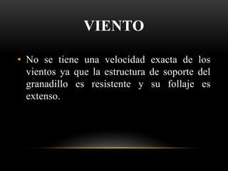 VIENTO
• No se tiene una velocidad exacta de los
vientos ya que la estructura de soporte del
granadillo es resistente y su follaje es
extenso.
 