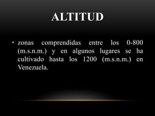 ALTITUD
• zonas comprendidas entre los 0-800
(m.s.n.m.) y en algunos lugares se ha
cultivado hasta los 1200 (m.s.n.m.) en
Venezuela.
 