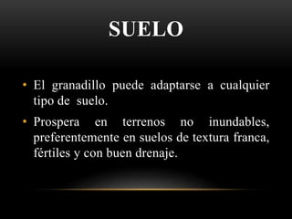 SUELO
• El granadillo puede adaptarse a cualquier
tipo de suelo.
• Prospera en terrenos no inundables,
preferentemente en suelos de textura franca,
fértiles y con buen drenaje.
 