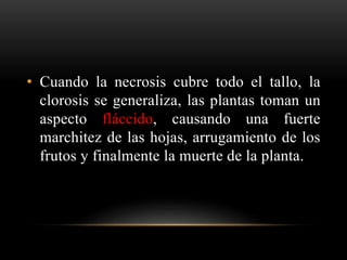 • Cuando la necrosis cubre todo el tallo, la
clorosis se generaliza, las plantas toman un
aspecto fláccido, causando una fuerte
marchitez de las hojas, arrugamiento de los
frutos y finalmente la muerte de la planta.
 