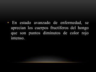 • En estado avanzado de enfermedad, se
aprecian los cuerpos fructíferos del hongo
que son puntos diminutos de color rojo
intenso.
 