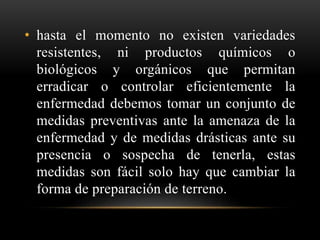 • hasta el momento no existen variedades
resistentes, ni productos químicos o
biológicos y orgánicos que permitan
erradicar o controlar eficientemente la
enfermedad debemos tomar un conjunto de
medidas preventivas ante la amenaza de la
enfermedad y de medidas drásticas ante su
presencia o sospecha de tenerla, estas
medidas son fácil solo hay que cambiar la
forma de preparación de terreno.
 