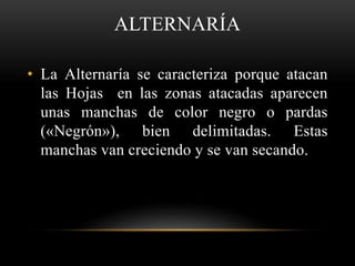 ALTERNARÍA
• La Alternaría se caracteriza porque atacan
las Hojas en las zonas atacadas aparecen
unas manchas de color negro o pardas
(«Negrón»), bien delimitadas. Estas
manchas van creciendo y se van secando.
 