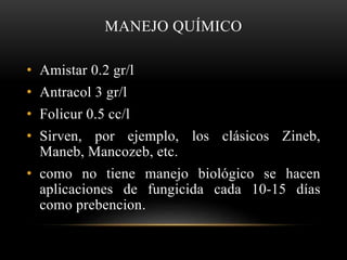 MANEJO QUÍMICO
• Amistar 0.2 gr/l
• Antracol 3 gr/l
• Folicur 0.5 cc/l
• Sirven, por ejemplo, los clásicos Zineb,
Maneb, Mancozeb, etc.
• como no tiene manejo biológico se hacen
aplicaciones de fungicida cada 10-15 días
como prebencion.
 