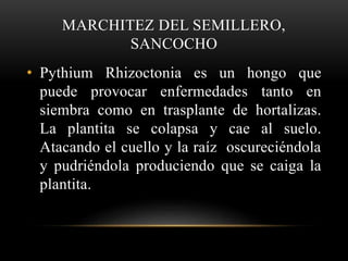 MARCHITEZ DEL SEMILLERO,
SANCOCHO
• Pythium Rhizoctonia es un hongo que
puede provocar enfermedades tanto en
siembra como en trasplante de hortalizas.
La plantita se colapsa y cae al suelo.
Atacando el cuello y la raíz oscureciéndola
y pudriéndola produciendo que se caiga la
plantita.
 