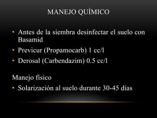 MANEJO QUÍMICO
• Antes de la siembra desinfectar el suelo con
Basamid
• Previcur (Propamocarb) 1 cc/l
• Derosal (Carbendazim) 0.5 cc/l
Manejo físico
• Solarización al suelo durante 30-45 días
 