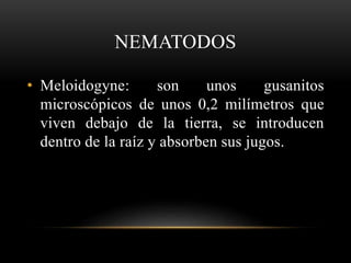 NEMATODOS
• Meloidogyne: son unos gusanitos
microscópicos de unos 0,2 milímetros que
viven debajo de la tierra, se introducen
dentro de la raíz y absorben sus jugos.
 