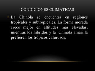 CONDICIONES CLIMÁTICAS
• La Chinola se encuentra en regiones
tropicales y subtropicales. La forma morada
crece mejor en altitudes mas elevadas,
mientras los híbridos y la Chinola amarilla
prefieren los trópicos calurosos.
 