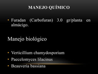 MANEJO QUÍMICO
• Furadan (Carbofuran) 3.0 gr/planta en
almácigo.
Manejo biológico
• Verticillium chamydosporium
• Paecelomyces lilacinus
• Beauveria bassiana
 