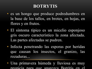 BOTRYTIS
• es un hongo que produce podredumbres en
la base de los tallos, en brotes, en hojas, en
flores y en frutos.
• El síntoma típico es un micelio esponjoso
gris oscuro característico la zona afectada.
Las partes afectadas se pudren.
• Infecta penetrando las esporas por heridas
que causan los insectos, el granizo, las
rozaduras...
• Una primavera húmeda y lluviosa es muy
 