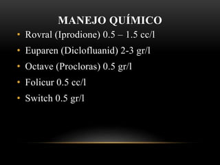 MANEJO QUÍMICO
• Rovral (Iprodione) 0.5 – 1.5 cc/l
• Euparen (Diclofluanid) 2-3 gr/l
• Octave (Procloras) 0.5 gr/l
• Folicur 0.5 cc/l
• Switch 0.5 gr/l
 