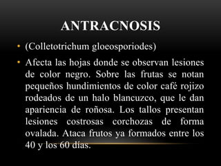 ANTRACNOSIS
• (Colletotrichum gloeosporiodes)
• Afecta las hojas donde se observan lesiones
de color negro. Sobre las frutas se notan
pequeños hundimientos de color café rojizo
rodeados de un halo blancuzco, que le dan
apariencia de roñosa. Los tallos presentan
lesiones costrosas corchozas de forma
ovalada. Ataca frutos ya formados entre los
40 y los 60 días.
 
