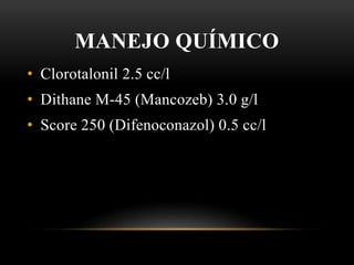 MANEJO QUÍMICO
• Clorotalonil 2.5 cc/l
• Dithane M-45 (Mancozeb) 3.0 g/l
• Score 250 (Difenoconazol) 0.5 cc/l
 
